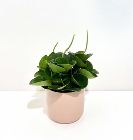 5" Peperomia in Pink Kendell Pot