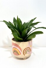 4" Janet Craig in Hand Painted Rainbow Pot