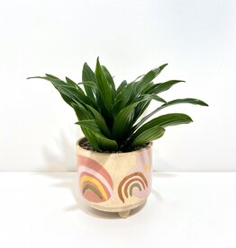 4" Janet Craig in Hand Painted Rainbow Pot