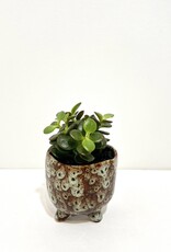 2.5" Succulent in Stoneware Pot