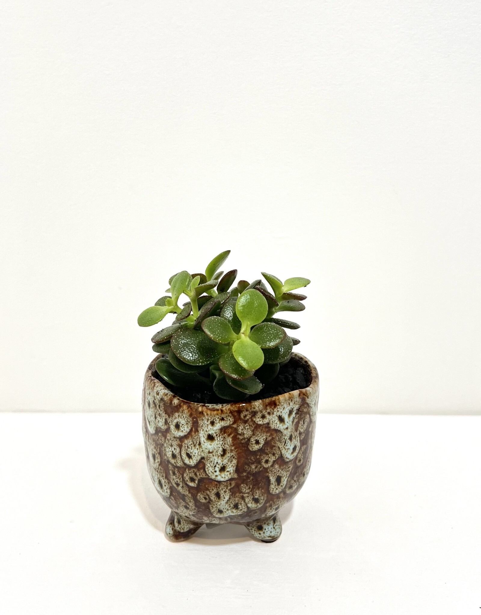 2.5" Succulent in Stoneware Pot