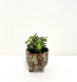 2.5" Succulent in Stoneware Pot