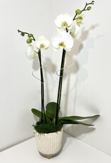 Double Stem White Orchid in Small Tan Elias Footed Pot