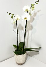 Double Stem White Orchid in Tan Elias Footed Pot