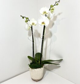 Double Stem White Orchid in Small Tan Elias Footed Pot