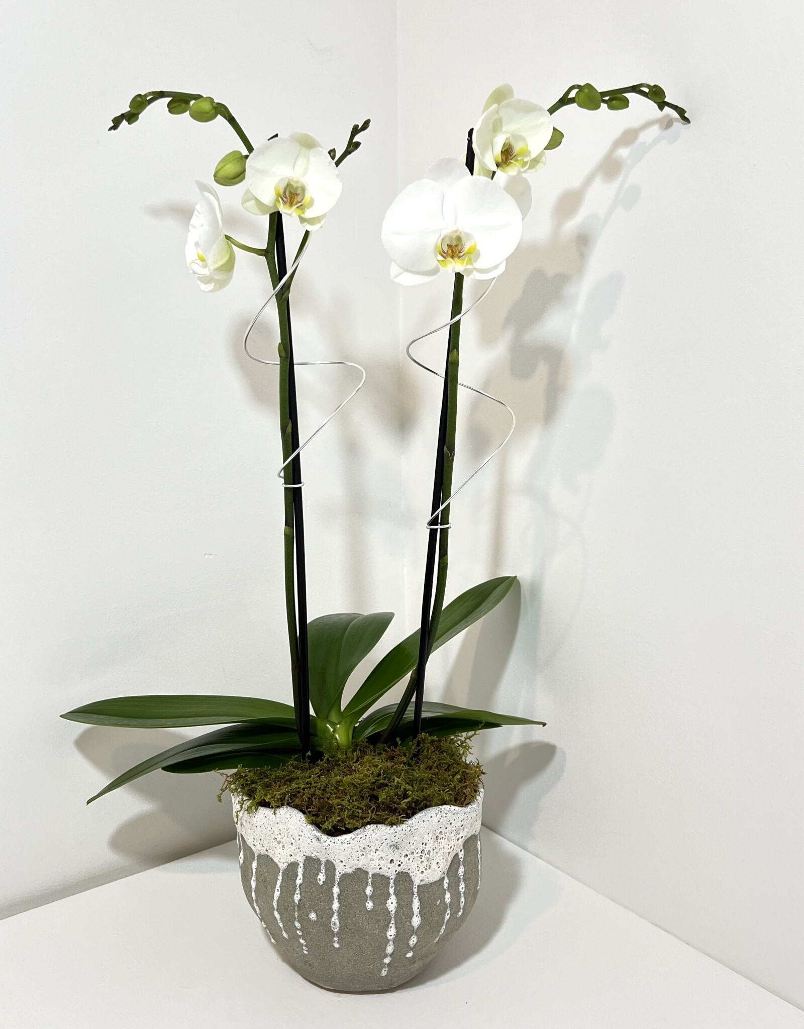 Double Stem White Orchid in Thalassa Pot