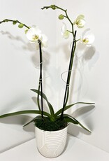 Double Stem White Orchid in Large White Pfiefer Resist Inlay Pot