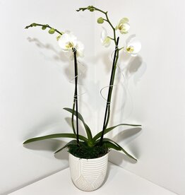 Double Stem White Orchid in Large White Pfiefer Resist Inlay Pot