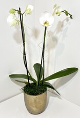 Double Stem White Orchid in Small Gold Gilda Pot