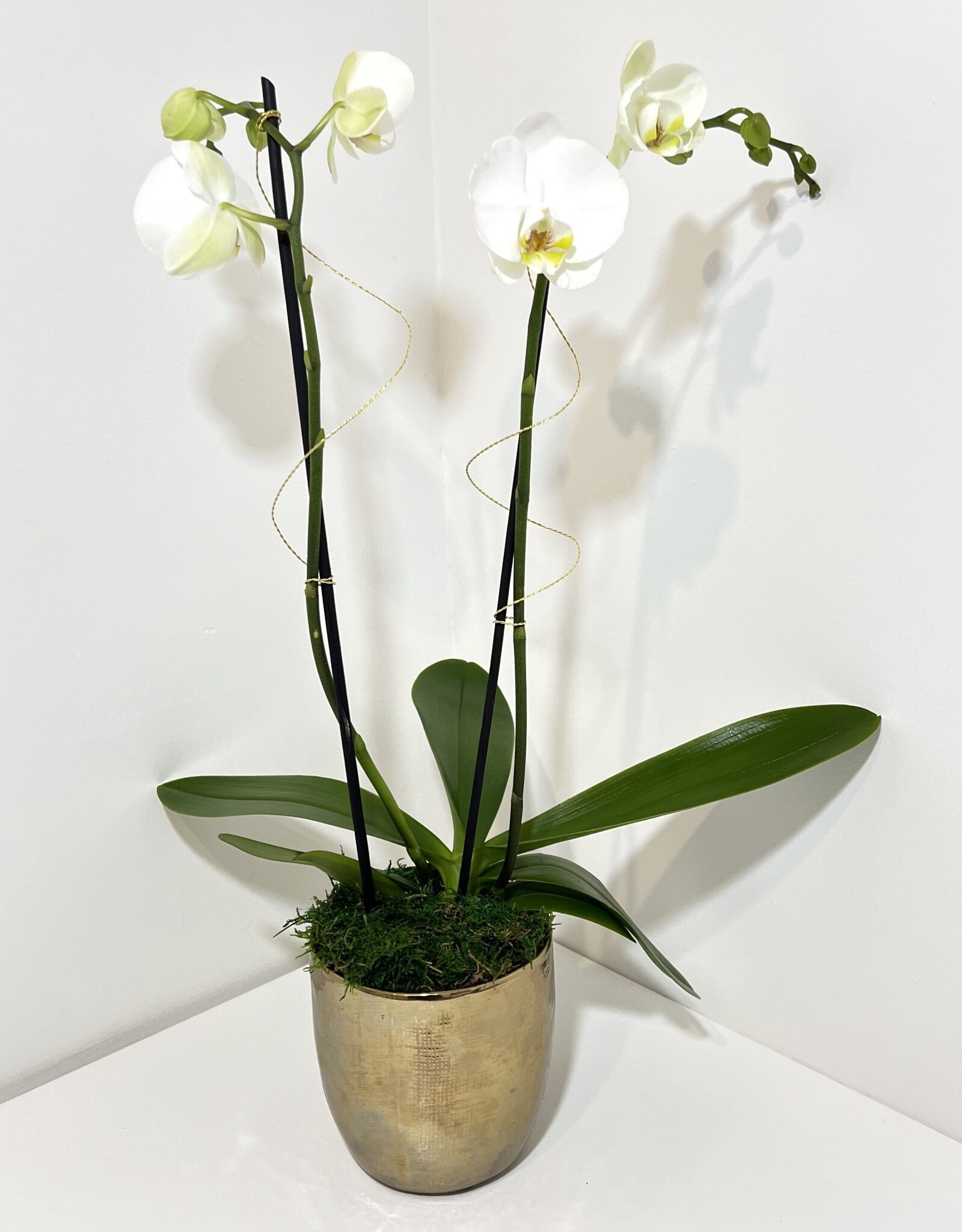 Double Stem White Orchid in Small Gold Gilda Pot