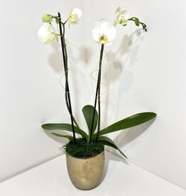 Double Stem White Orchid in Small Gold Gilda Pot