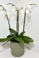 Orchid Arrangement in Green Dojo Pot
