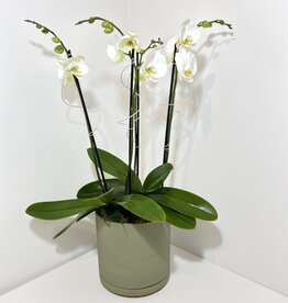Orchid Arrangement in Green Dojo Pot