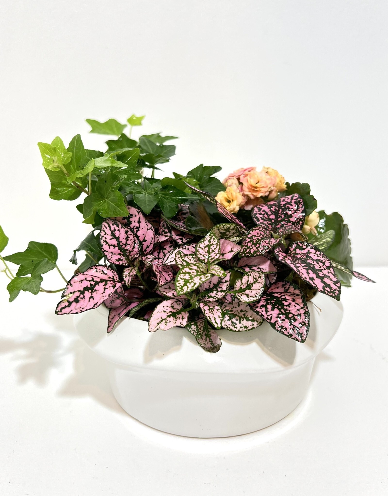 6" Flowering Plant Arrangement in White Glazed Handthrown Pot