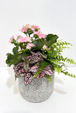 5" Flowering Plant Arrangement in Millie Pot