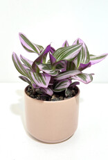 3.5" House Plant Arrangement in Pink Kendall Pot