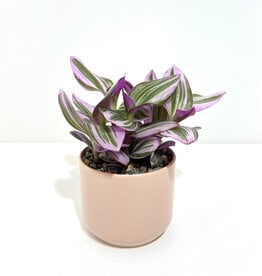 3.5" House Plant Arrangement in Pink Kendall Pot
