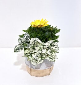 5" Flowering Plant Arrangement in Trellis Pot
