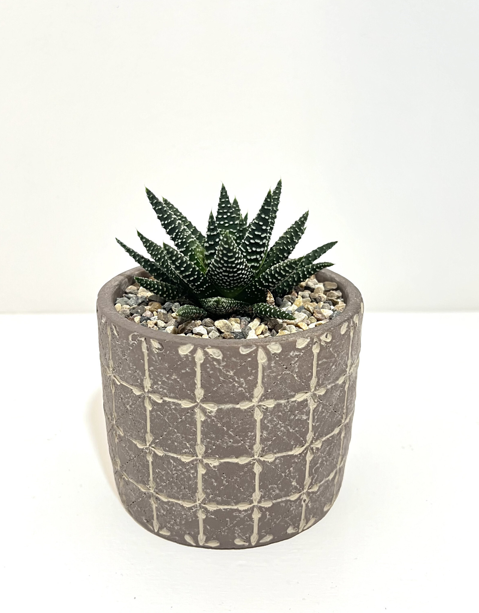 4" Succulent in Bricks Round Pot