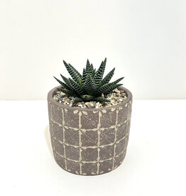 4" Succulent in Bricks Round Pot