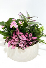 7” Flowering Plant Arrangement in Decatur Pot