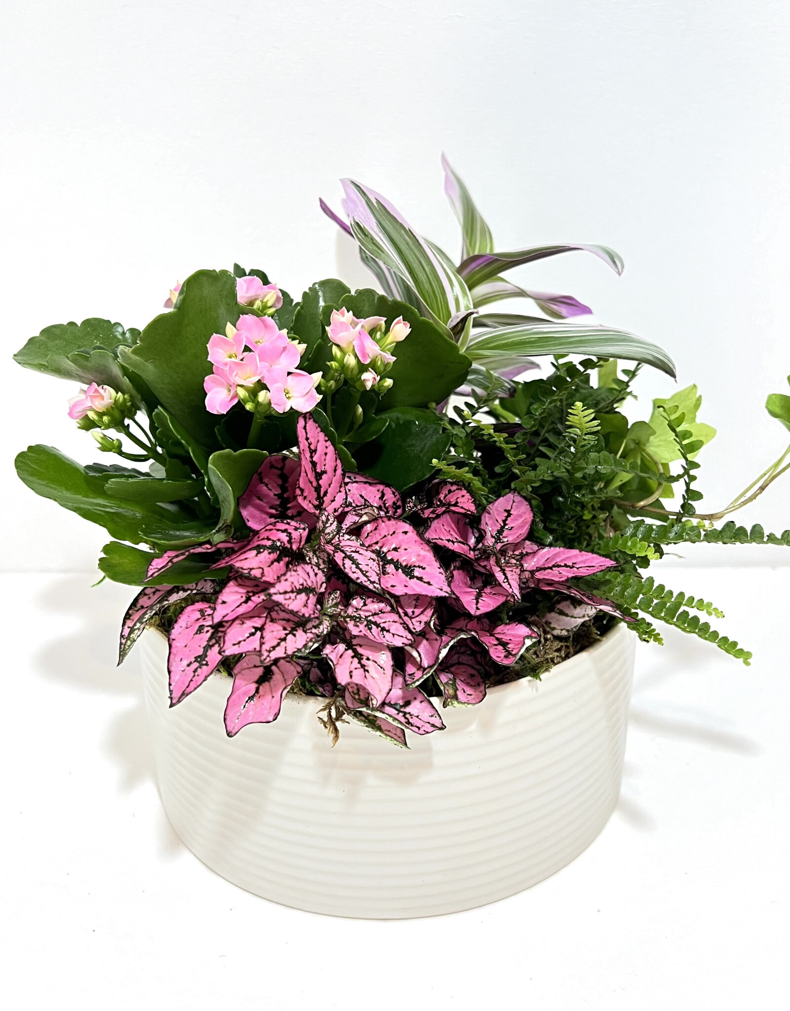 7” Flowering Plant Arrangement in Decatur Pot