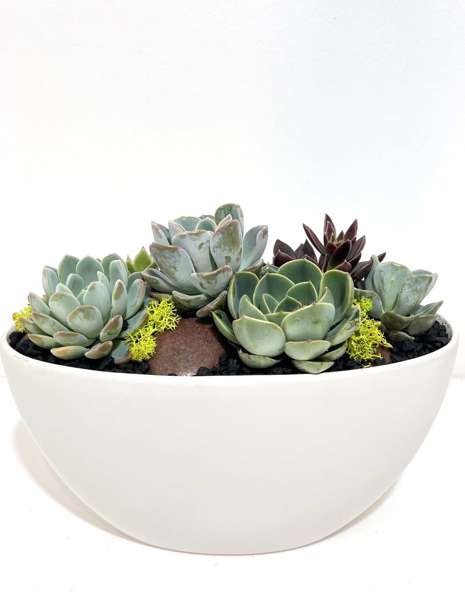 11" Succulent Arrangement in White Metta Boat