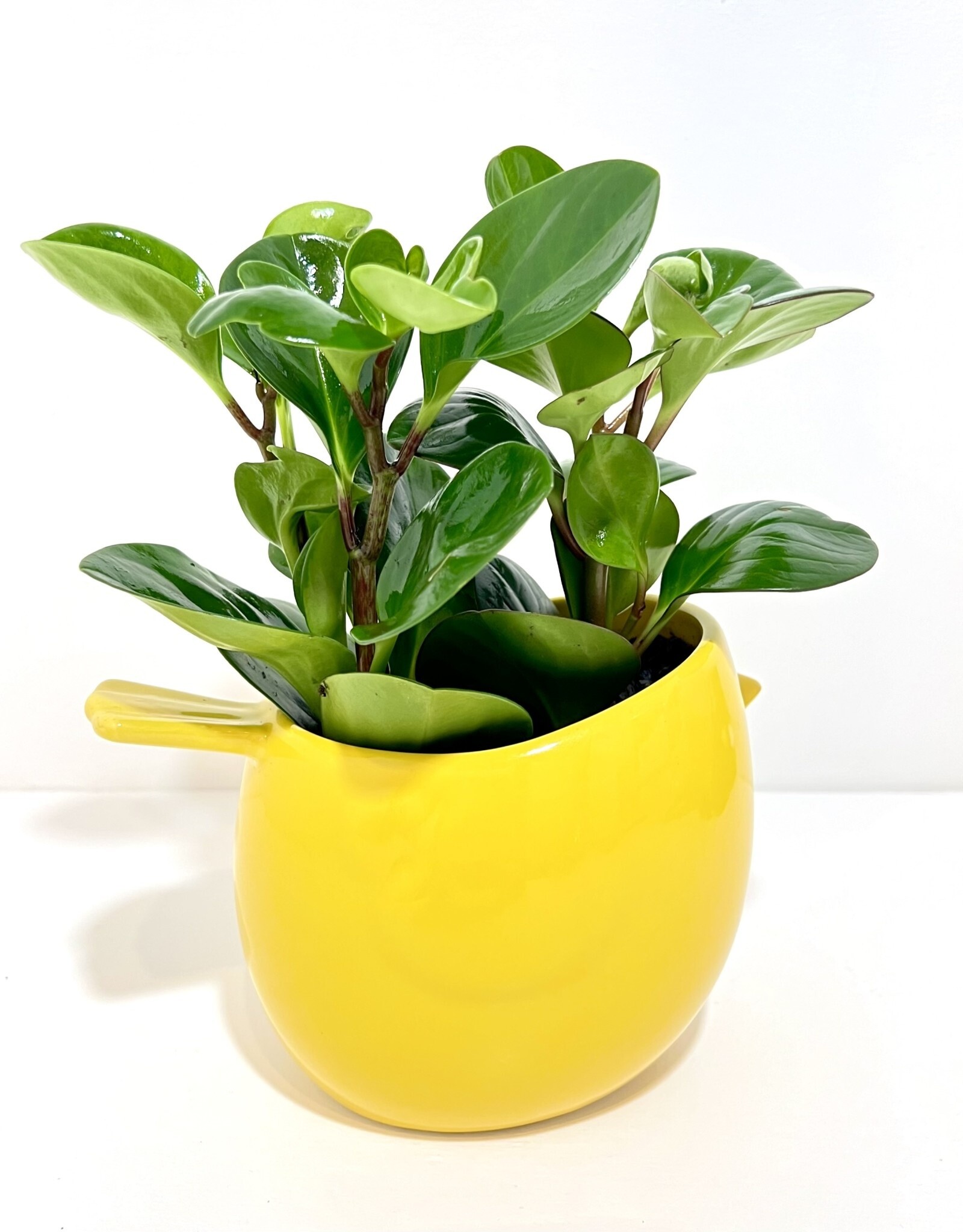 6" Peperomia in Yellow Finch Planter