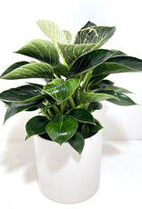 6" Philodendron - Birkin in White Cercle Pot