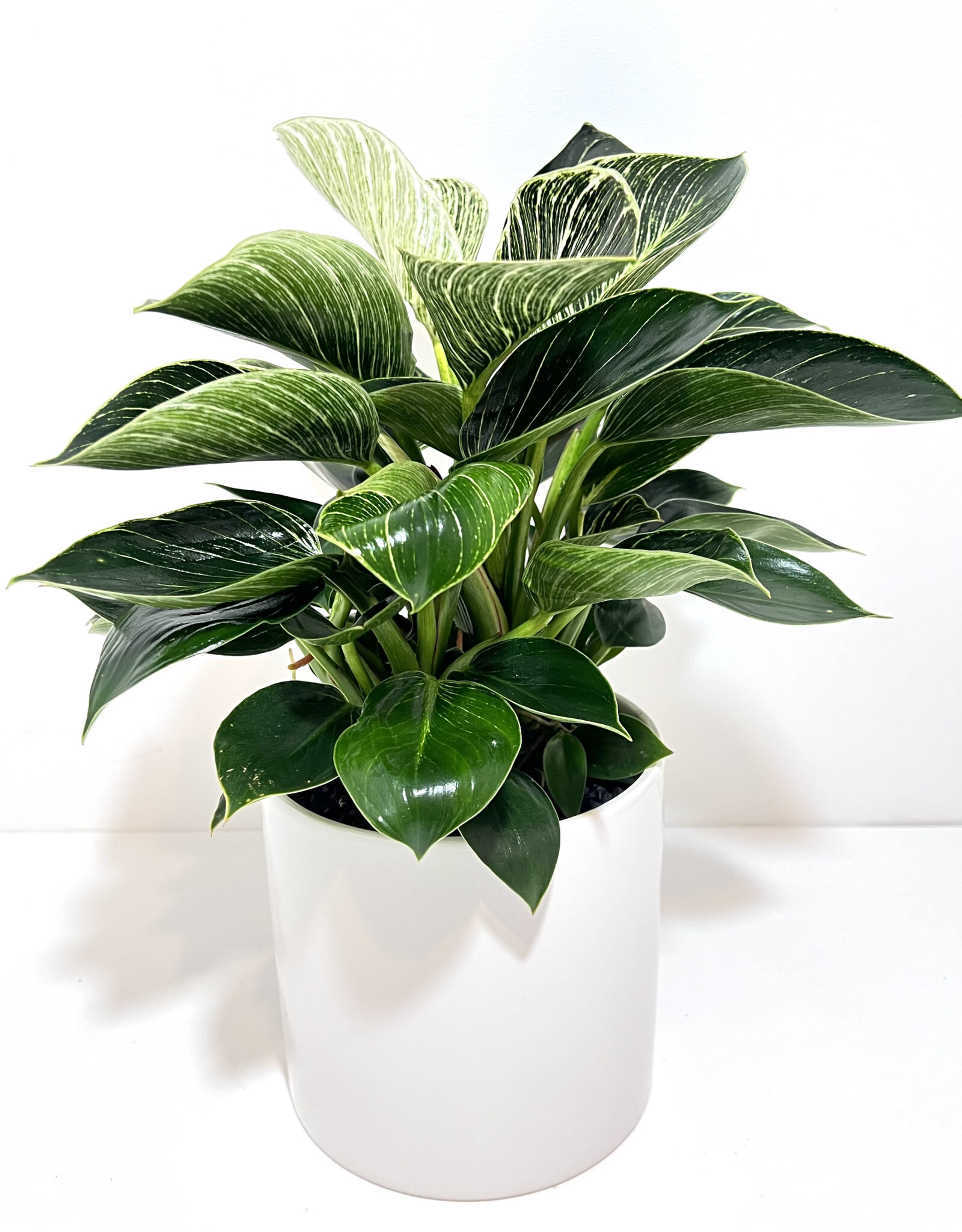 6" Philodendron - Birkin in White Cercle Pot