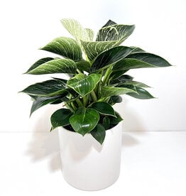 6" Philodendron - Birkin in White Cercle Pot