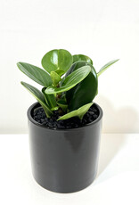 4" Peperomia in Black Cercle Pot