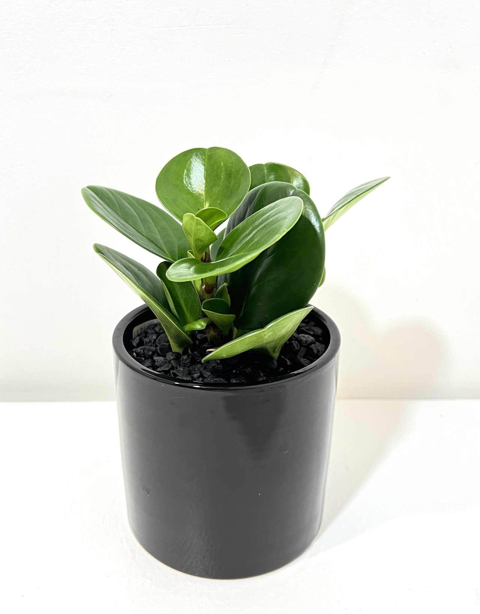 4" Peperomia in Black Cercle Pot