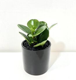 4" Peperomia in Black Cercle Pot