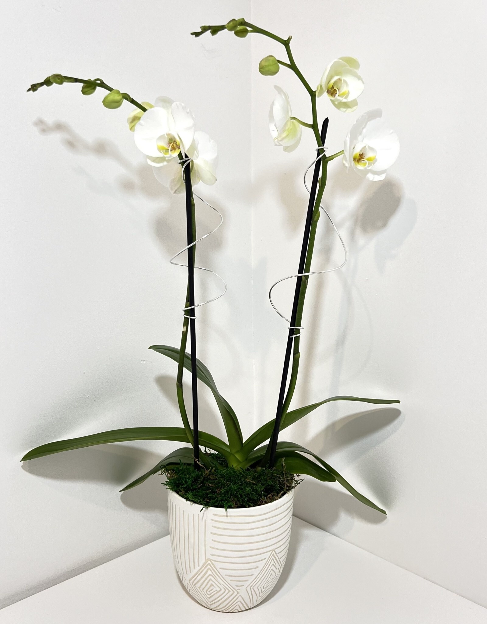 Double Stem White Orchid in Large White Pfiefer Resist Inlay Pot