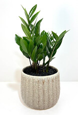 6" ZZ in Dimitri Pot