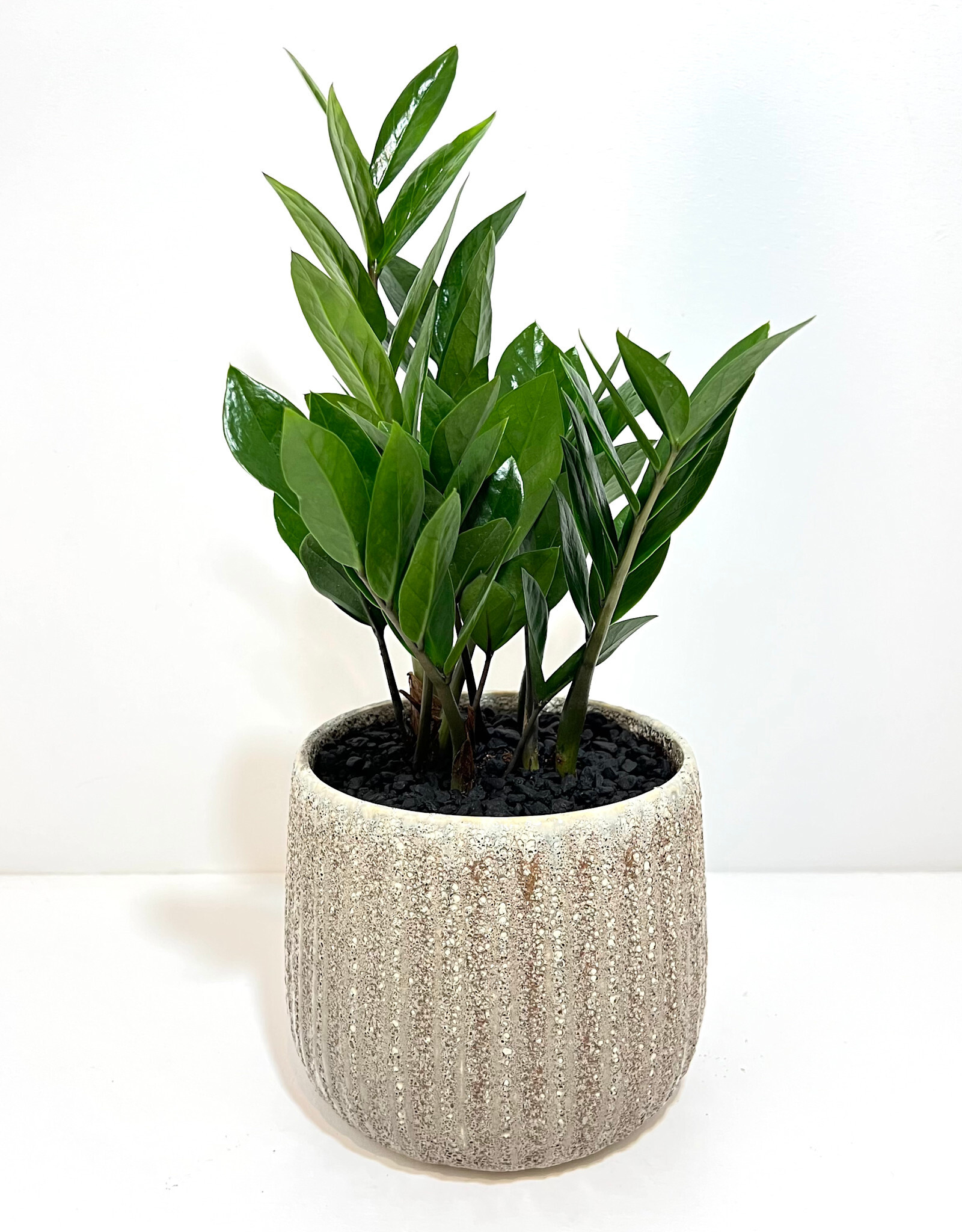 6" ZZ in Dimitri Pot