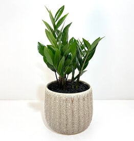 6" ZZ in Dimitri Pot