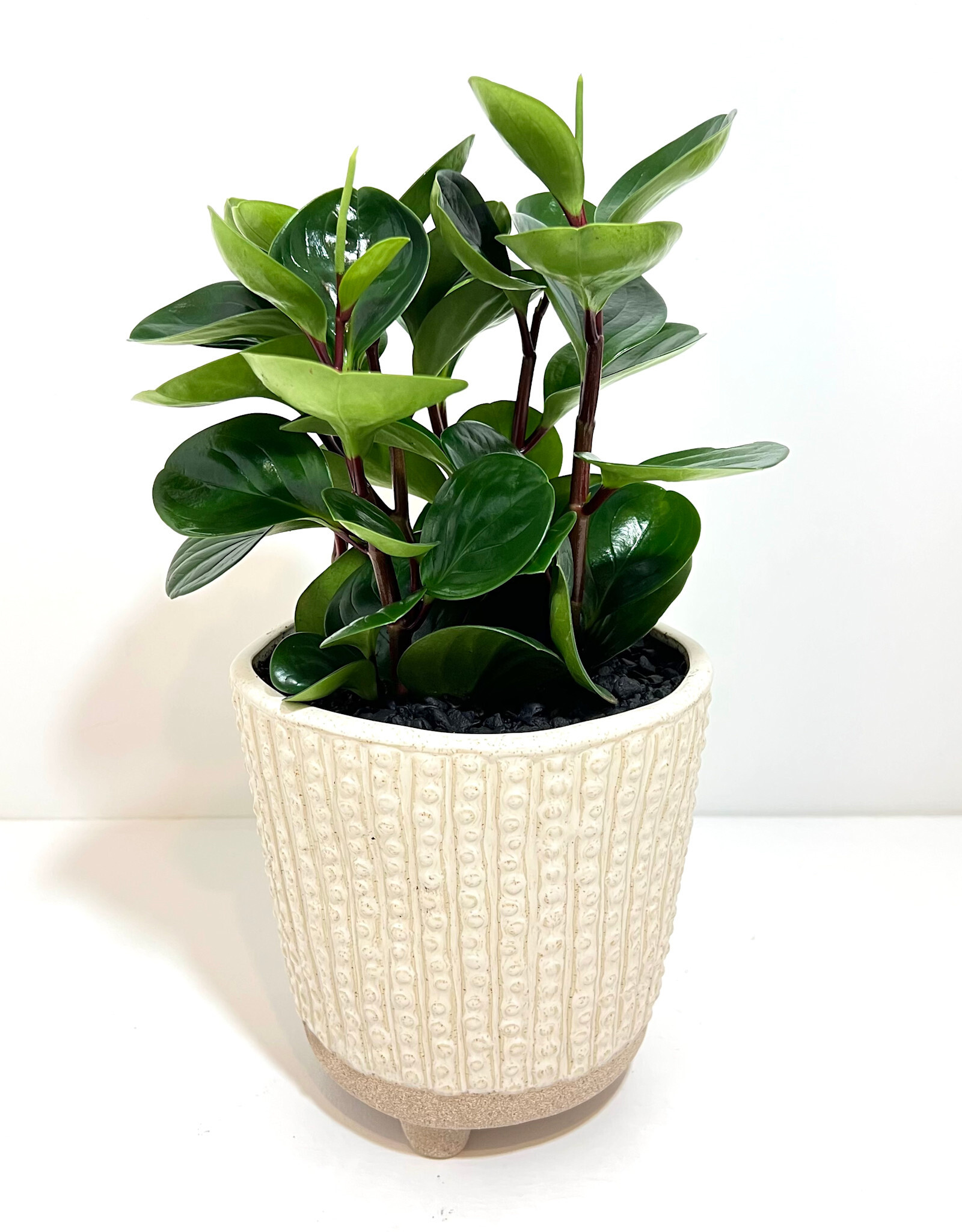 6" Peperomia in Elias Pot