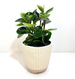 6" Peperomia in Elias Pot