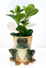 4" Peperomia in Frog Stoneware Planter