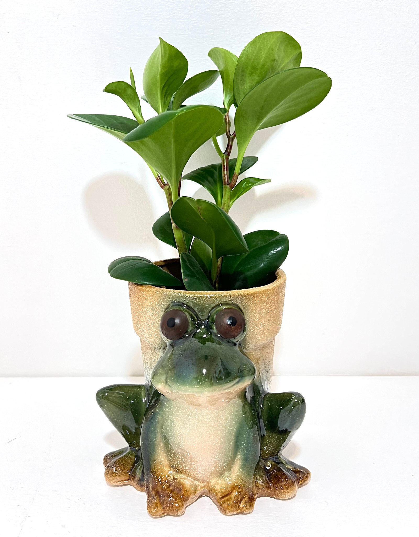 4" Peperomia in Frog Stoneware Planter