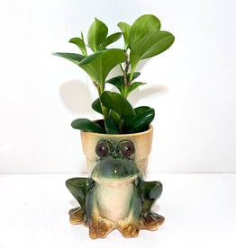 4" Peperomia in Frog Stoneware Planter