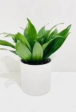 4" Janet Craig Dracaena in White Cercle Pot