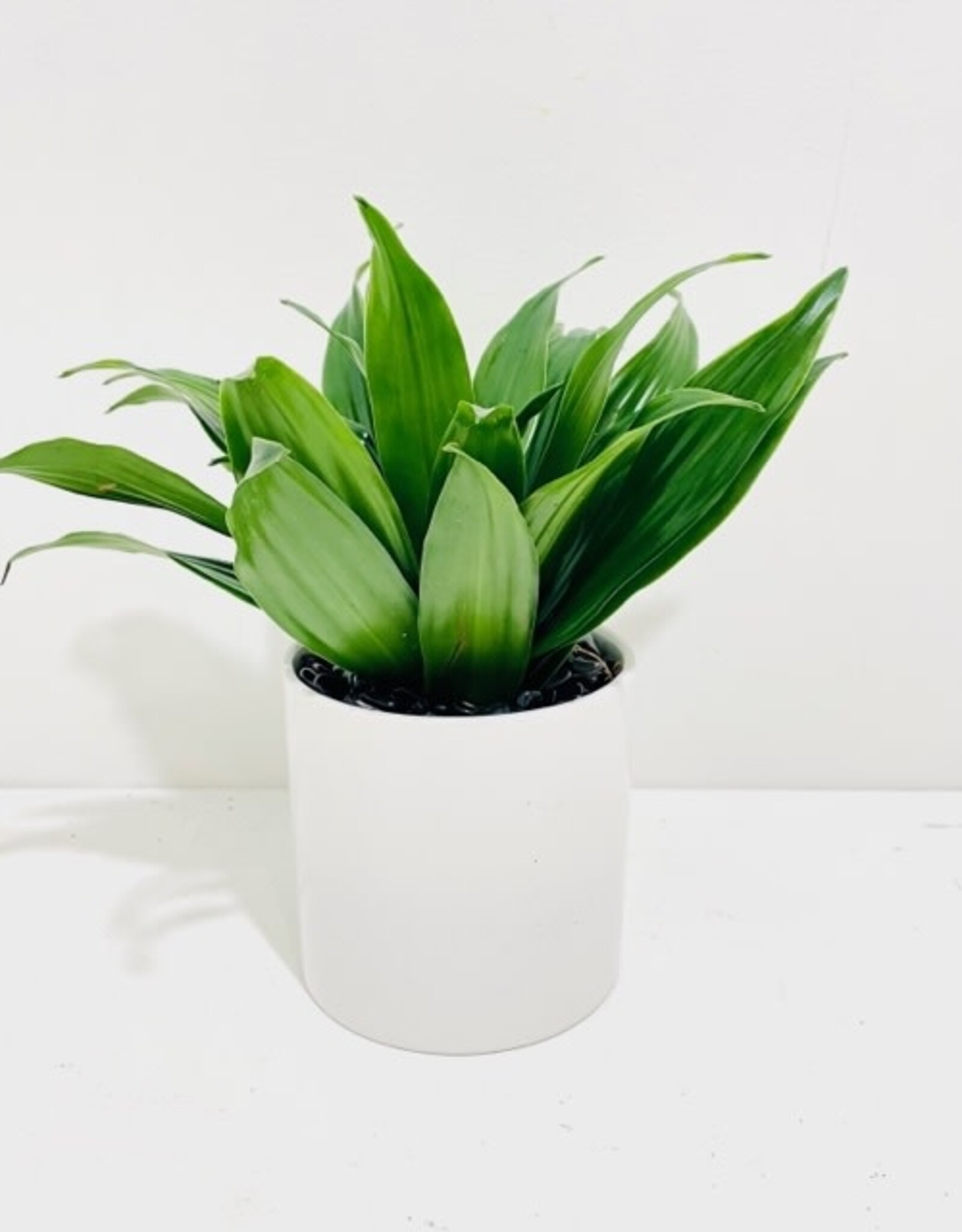 4" Janet Craig Dracaena in White Cercle Pot