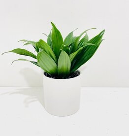 4" Janet Craig Dracaena in White Cercle Pot