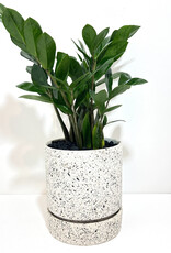 6" ZZ in Nisha Textured Pot