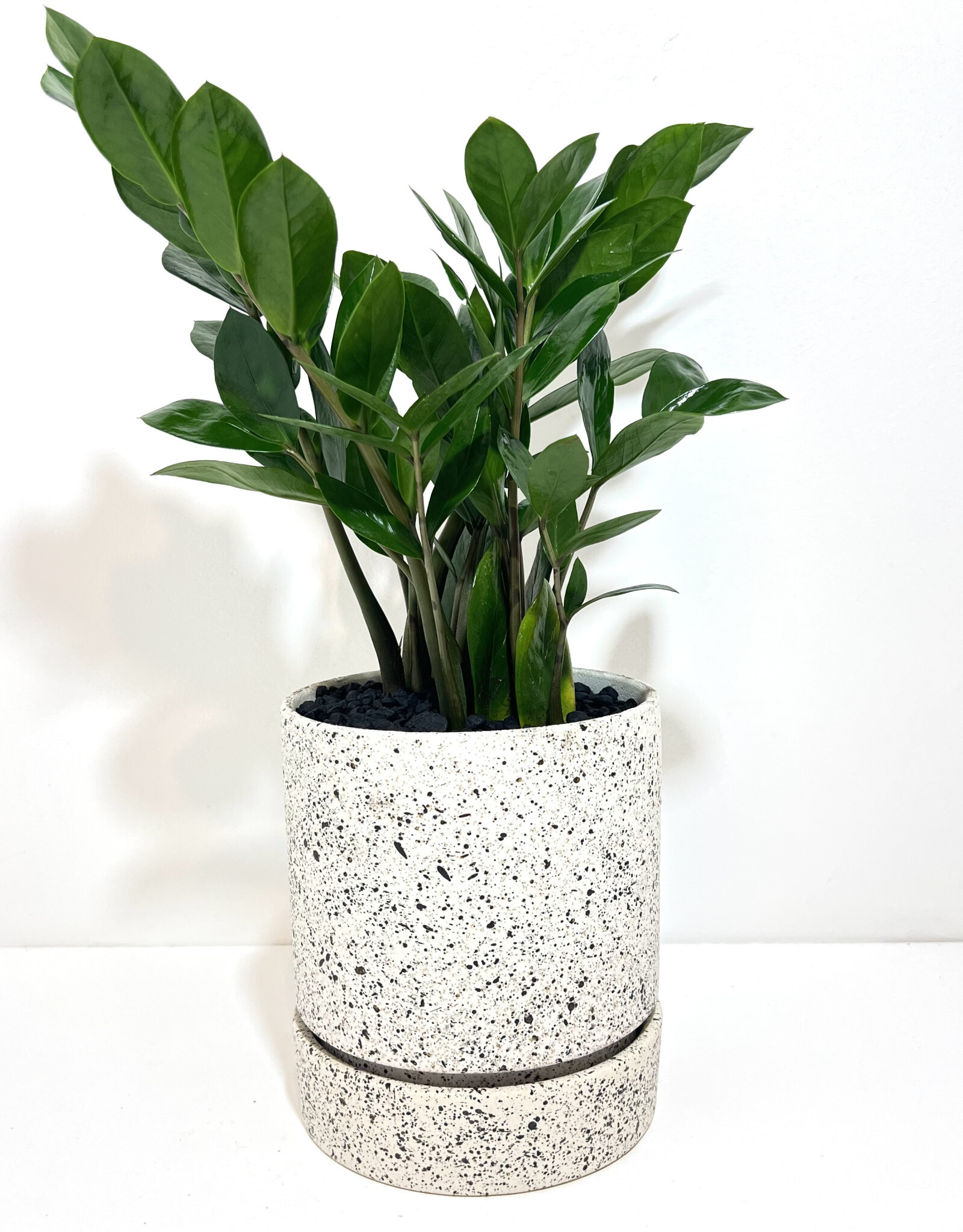 6" ZZ in Nisha Textured Pot
