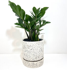 6" ZZ in Nisha Textured Pot