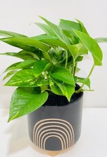 4" Pothos in Asha Rainbow Pot